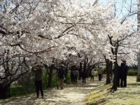 県立鳥屋野潟公園（鐘木地区）の桜