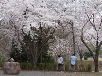 松ヶ峯の桜