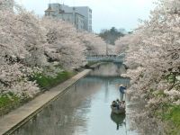 松川公園の桜