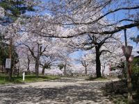 高冈古城公园的樱花