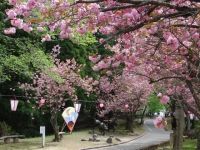 倶利伽羅県定公園の桜の写真