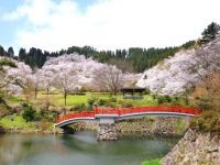城山公園（富山県）の桜