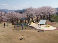 桜ヶ池の桜の写真