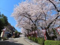 兼六園の桜の写真