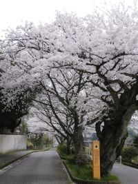 大堰宮の桜