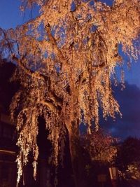 The Weeping Cherry Blossoms of Kitake