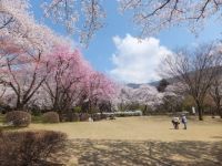 石川県農林総合研究センター 林業試験場 樹木公園の桜の写真