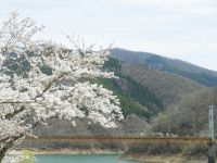 九頭竜万本さくらの桜の写真