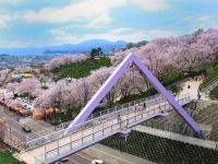 西山公園の桜（福井）
