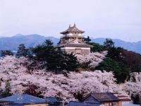 The Cherry Blossoms of Maruoka Castle (Kasumigajo Park)