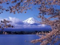 The Cherry Blossoms of Lake Kawaguchi