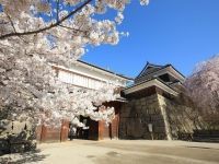 The Cherry Blossoms of Ueda Castle Ruins Park