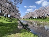 The Cherry Blossoms of Sinsakai Riverbank