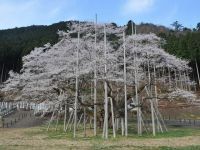 The Usuzumi Cherry Blossoms of Neodani