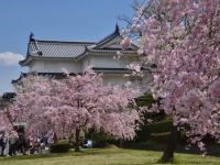 The Cherry Blossoms of Sumpu Castle Park