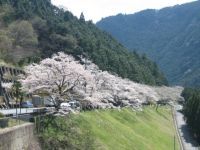 秋葉ダム千本桜の写真
