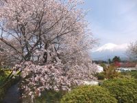 狩宿の下馬桜の写真