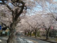 伊豆高原的櫻花
