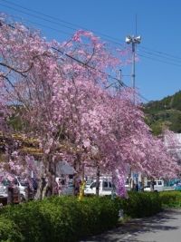 野守の池の桜の写真