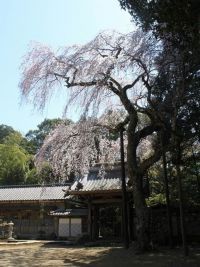 報本寺のしだれ桜の写真