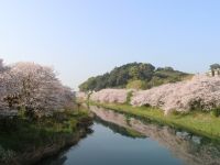 勝間田川沿いの桜の写真