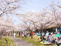 三好公園の桜
