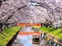 五条川の桜並木の写真