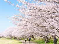 宮川堤の桜の写真