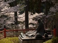 石山寺と瀬田川流域の桜の写真