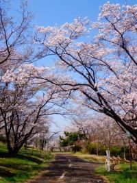 にごり池自然公園の桜