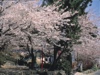 延命公園（滋賀県）の桜の写真