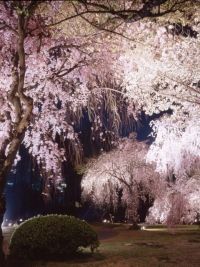 元離宮二条城の桜の写真