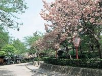 圆山公园的樱花（京都）