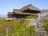 清水寺（京都）的櫻花