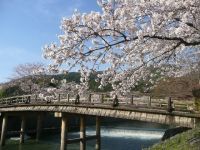嵐山の桜の写真