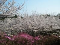 鴻ノ巣山・鴻ノ巣山運動公園の桜の写真