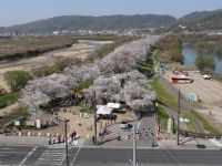 淀川河川公園背割堤地区の桜の写真