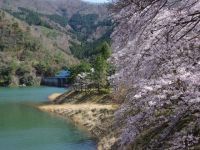 大野ダム公園の桜の写真