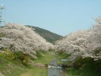 玉川堤の桜の写真