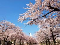 万博記念公園の桜の写真