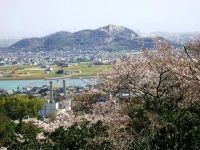 鹿島・扇平自然公園の桜の写真
