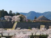 篠山城跡周辺の桜の写真