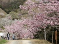 かみかわ桜の山・桜華園の桜
