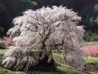 The Taki Cherry Blossoms of Hongo (Matabee Cherry)