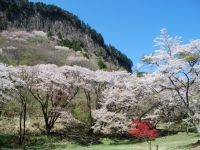 屏風岩公苑の桜