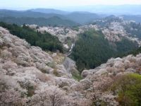 吉野山的櫻花