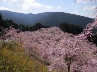 The Weeping Cherry Blossoms of Takami-no-Sato