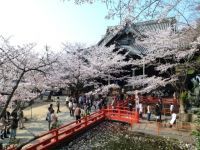 紀三井寺の桜の写真