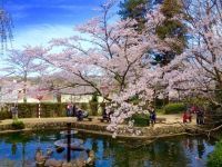 The Cherry Blossoms of Utsubuki Park