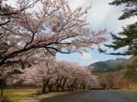 船上山万本桜公園の桜の写真